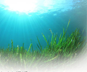 エクラバリアの海藻エキスの写真
